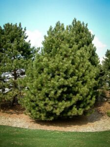 Сосна Чёрная (Pinus Nigra) купить по цене от 270.00р. в интернет-магазине «Посадика» с доставкой почтой в в Московскийе и по всей России – [изображение №1].