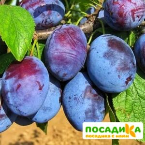 Слива Чачакская ранняя купить по цене от 229.00р. в интернет-магазине «Посадика» с доставкой почтой в в Московскийе и по всей России – [изображение №1].