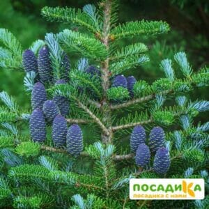 Пихта корейская (Abies koreana) купить по цене от 450.00р. в интернет-магазине «Посадика» с доставкой почтой в в Московскийе и по всей России – [изображение №1].