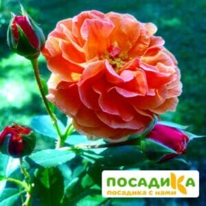 Роза Арабия купить по цене от 350.00р. в интернет-магазине «Посадика» с доставкой почтой в в Московскийе и по всей России – [изображение №1].