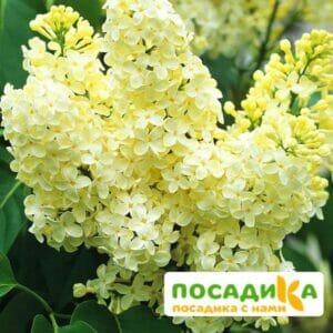 Сирень Примроуз (Primrose) купить по цене от 529.00р. в интернет-магазине «Посадика» с доставкой почтой в в Московскийе и по всей России – [изображение №1].