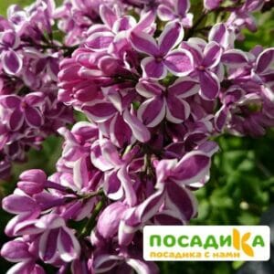 Сирень Сенсация купить по цене от 529.00р. в интернет-магазине «Посадика» с доставкой почтой в в Московскийе и по всей России – [изображение №1].