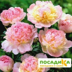 Пион Распберри Сандей (Paeonia Raspberry Sundae) купить по цене от 959р. в интернет-магазине «Посадика» с доставкой почтой в в Московскийе и по всей России – [изображение №1].