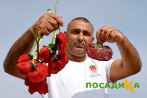 Клубника Гигант Джорнея купить по цене от 266р. в интернет-магазине «Посадика» с доставкой почтой в в Московскийе и по всей России – [изображение №1].