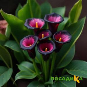 Калла Аура Лейс купить по цене от 400р. в интернет-магазине «Посадика» с доставкой почтой в в Московскийе и по всей России – [изображение №1].