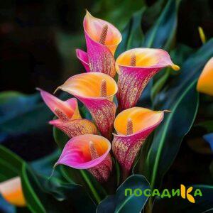 Калла Оникс купить по цене от 450р. в интернет-магазине «Посадика» с доставкой почтой в в Московскийе и по всей России – [изображение №1].