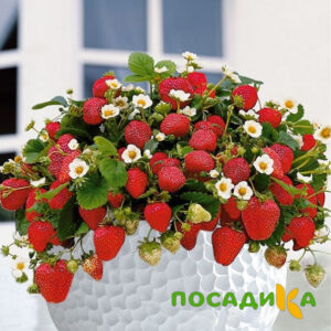 Клубника Рубиновый Шепот (горшечная) купить по цене от 240р. в интернет-магазине «Посадика» с доставкой почтой в в Московскийе и по всей России – [изображение №1].