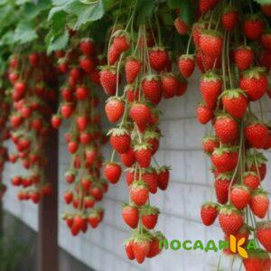 Клубника вьющаяся Комплимент купить по цене от 470р. в интернет-магазине «Посадика» с доставкой почтой в в Московскийе и по всей России – [изображение №1].