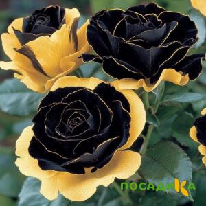 Роза Ханни Сикл купить по цене от 700р. в интернет-магазине «Посадика» с доставкой почтой в в Московскийе и по всей России – [изображение №1].