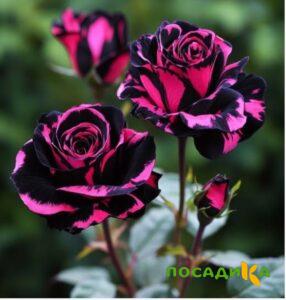 Роза Багровый Шепот купить по цене от 366р. в интернет-магазине «Посадика» с доставкой почтой в в Московскийе и по всей России – [изображение №1].