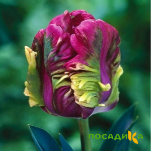 Тюльпан Экзотик Хэвен купить по цене от 186р. в интернет-магазине «Посадика» с доставкой почтой в в Московскийе и по всей России – [изображение №1].