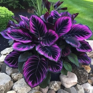 Хоста Люминоза купить по цене от 450р. в интернет-магазине «Посадика» с доставкой почтой в в Московскийе и по всей России – [изображение №1].