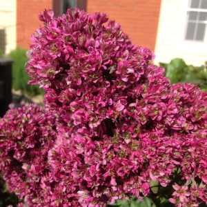 Флокс Филингс купить по цене от 329р. в интернет-магазине «Посадика» с доставкой почтой в в Московскийе и по всей России – [изображение №1].