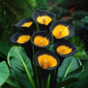 Калла Легато купить по цене от 620р. в интернет-магазине «Посадика» с доставкой почтой в в Московскийе и по всей России – [изображение №1].