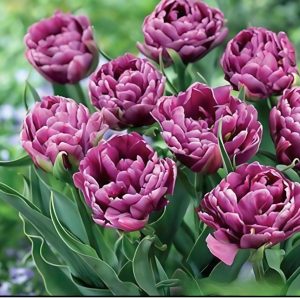 Тюльпан Айс Крим купить по цене от 430р. в интернет-магазине «Посадика» с доставкой почтой в в Московскийе и по всей России – [изображение №1].