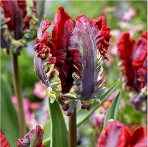 Тюльпан Рококо купить по цене от 350р. в интернет-магазине «Посадика» с доставкой почтой в в Московскийе и по всей России – [изображение №1].