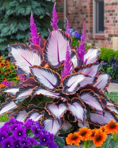 Хоста Кримэн Дрим купить по цене от 549р. в интернет-магазине «Посадика» с доставкой почтой в в Московскийе и по всей России – [изображение №1].