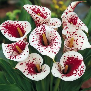 Калла Эмпайр купить по цене от 302р. в интернет-магазине «Посадика» с доставкой почтой в в Московскийе и по всей России – [изображение №1].