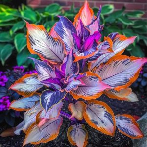 Хоста Эмеральд Тиара купить по цене от 602р. в интернет-магазине «Посадика» с доставкой почтой в в Московскийе и по всей России – [изображение №1].