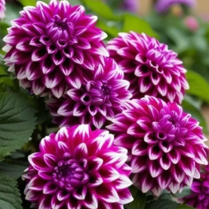 Георгин Кристал Корт купить по цене от 602р. в интернет-магазине «Посадика» с доставкой почтой в в Московскийе и по всей России – [изображение №1].