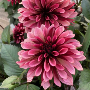 Георгин Перли Сансет купить по цене от 309р. в интернет-магазине «Посадика» с доставкой почтой в в Московскийе и по всей России – [изображение №1].