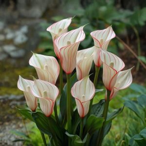 Калла Глейшер купить по цене от 299р. в интернет-магазине «Посадика» с доставкой почтой в в Московскийе и по всей России – [изображение №1].