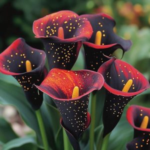 Калла Нуар купить по цене от 299р. в интернет-магазине «Посадика» с доставкой почтой в в Московскийе и по всей России – [изображение №1].