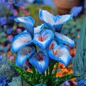 Калла Портрейт купить по цене от 292р. в интернет-магазине «Посадика» с доставкой почтой в в Московскийе и по всей России – [изображение №1].