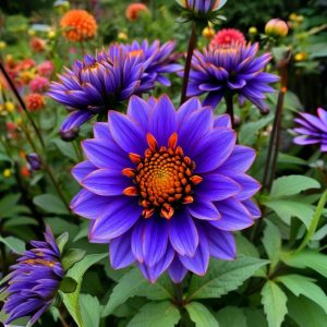 Георгин Лазурит купить по цене от 799р. в интернет-магазине «Посадика» с доставкой почтой в в Московскийе и по всей России – [изображение №1].