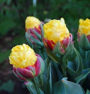 Тюльпан Айс Крим Банана купить по цене от 360р. в интернет-магазине «Посадика» с доставкой почтой в в Московскийе и по всей России – [изображение №1].