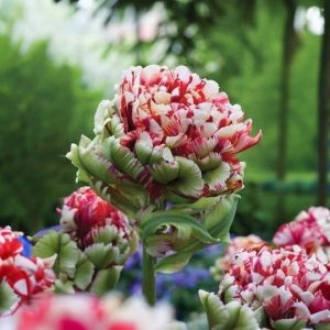 Тюльпан Дабл Флеминг Берд купить по цене от 249р. в интернет-магазине «Посадика» с доставкой почтой в в Московскийе и по всей России – [изображение №1].