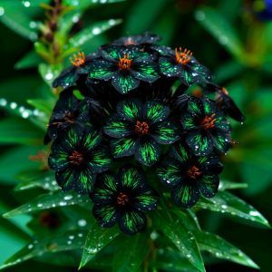 Флокс Ривьера купить по цене от 299р. в интернет-магазине «Посадика» с доставкой почтой в в Московскийе и по всей России – [изображение №1].