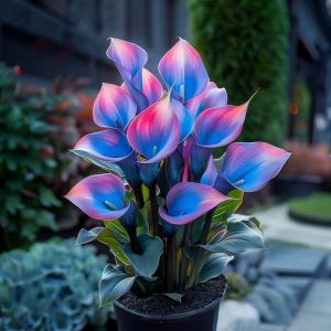 Калла Импрессия купить по цене от 590р. в интернет-магазине «Посадика» с доставкой почтой в в Московскийе и по всей России – [изображение №1].