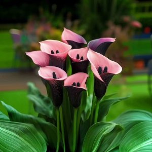 Калла Энигма купить по цене от 291р. в интернет-магазине «Посадика» с доставкой почтой в в Московскийе и по всей России – [изображение №1].