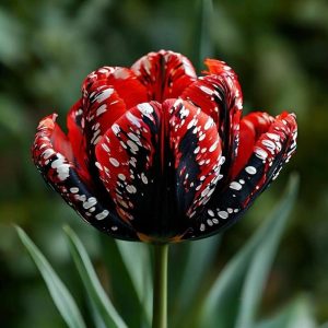 Тюльпан Вельвет Файер купить по цене от 394р. в интернет-магазине «Посадика» с доставкой почтой в в Московскийе и по всей России – [изображение №1].