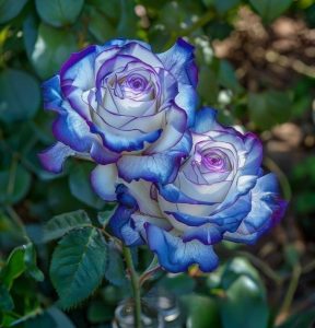 Роза Пэтолз Хоуп купить по цене от 333р. в интернет-магазине «Посадика» с доставкой почтой в в Московскийе и по всей России – [изображение №1].