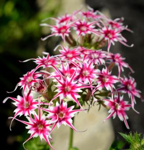 Флокс Метельчатый Путь купить по цене от 456р. в интернет-магазине «Посадика» с доставкой почтой в в Московскийе и по всей России – [изображение №1].