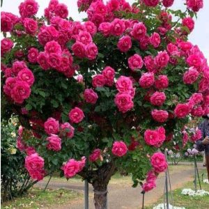 Роза Версаля купить по цене от 232р. в интернет-магазине «Посадика» с доставкой почтой в в Московскийе и по всей России – [изображение №1].