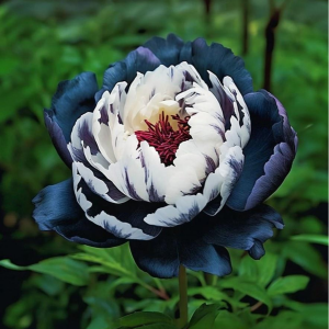 Пион Древовидный Инь-Янь купить по цене от 419р. в интернет-магазине «Посадика» с доставкой почтой в в Московскийе и по всей России – [изображение №1].