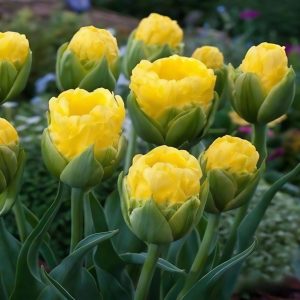 Тюльпан махровый Ванила Коп купить по цене от 159р. в интернет-магазине «Посадика» с доставкой почтой в в Московскийе и по всей России – [изображение №1].