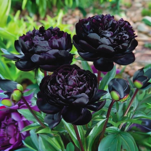 Пион Королевский Бархат купить по цене от 419р. в интернет-магазине «Посадика» с доставкой почтой в в Московскийе и по всей России – [изображение №1].