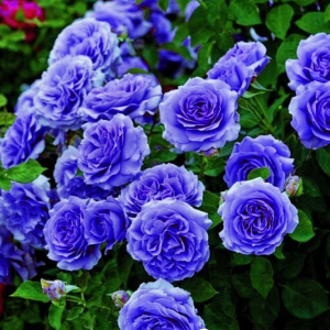 Роза Блю Мун купить по цене от 450р. в интернет-магазине «Посадика» с доставкой почтой в в Московскийе и по всей России – [изображение №1].
