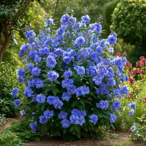 Гибискус Сансет Блоссом купить по цене от 248р. в интернет-магазине «Посадика» с доставкой почтой в в Московскийе и по всей России – [изображение №1].