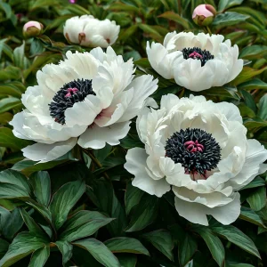 Пион Инк Эн купить по цене от 429р. в интернет-магазине «Посадика» с доставкой почтой в в Московскийе и по всей России – [изображение №1].