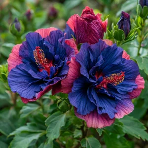 Гибискус Роуз Шайн купить по цене от 360р. в интернет-магазине «Посадика» с доставкой почтой в в Московскийе и по всей России – [изображение №1].