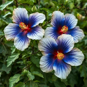 Гибискус Илюжн Вилью купить по цене от 259р. в интернет-магазине «Посадика» с доставкой почтой в в Московскийе и по всей России – [изображение №1].