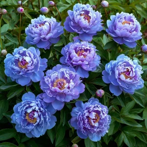 Пион Голубой лотос купить по цене от 590р. в интернет-магазине «Посадика» с доставкой почтой в в Московскийе и по всей России – [изображение №1].