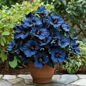 Гибискус Селестиал Флейм купить по цене от 326р. в интернет-магазине «Посадика» с доставкой почтой в в Московскийе и по всей России – [изображение №1].