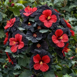 Гибискус Шиммеринг купить по цене от 720р. в интернет-магазине «Посадика» с доставкой почтой в в Московскийе и по всей России – [изображение №1].