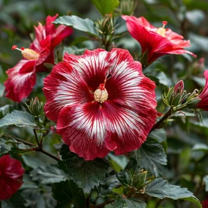 Гибискус Пурпл Мистик купить по цене от 360р. в интернет-магазине «Посадика» с доставкой почтой в в Московскийе и по всей России – [изображение №1].